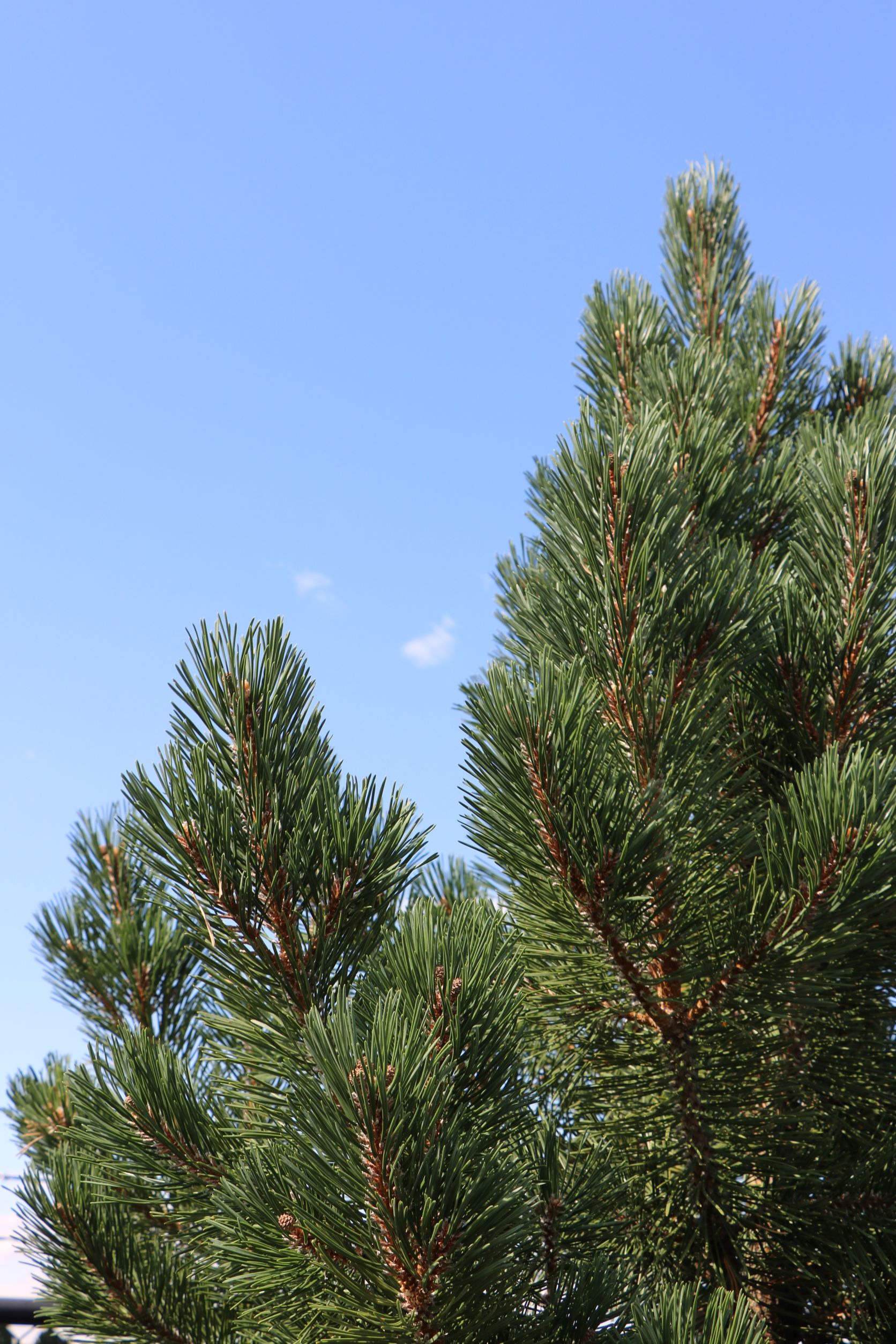 Tannenbaum Mugo Pine